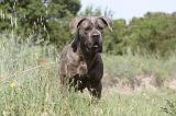 CANE CORSO 019